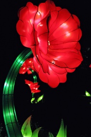 Poppy Lantern