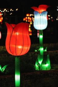 Tulip Lanterns